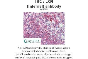 Image no. 1 for anti-Latexin (LXN) (Internal Region) antibody (ABIN5693627) (Latexin antibody  (Internal Region))
