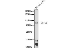 Western blot analysis of extracts of Mouse brain, using CRTC1 Rabbit pAb (ABIN7266518) at 1:1000 dilution. (CRTC1 antibody  (AA 1-200))