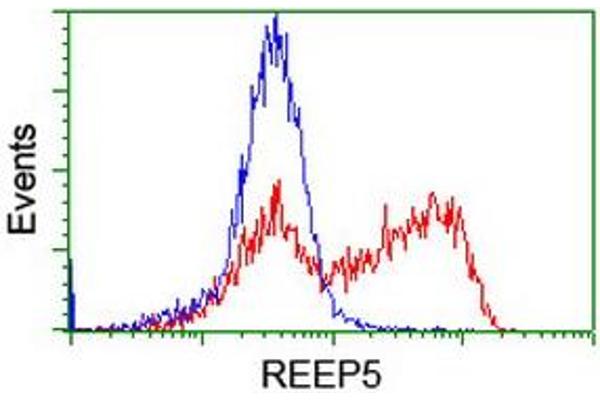 REEP5 anticorps