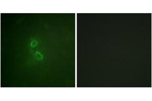 Immunofluorescence analysis of COS7 cells, using CD227/MUC1 (Ab-1229) Antibody. (MUC1 antibody  (AA 1201-1250))