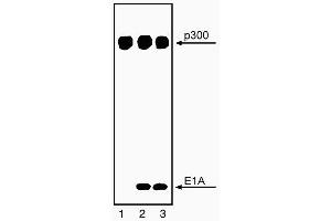 Immunoprecipitation of p300 and coprecipitation of E1A with NM11 (ABIN967440). (p300 antibody)