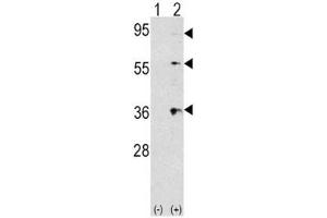 Western blot analysis of THPO/ TPO antibody and 293 cell lysate (2 ug/lane) either nontransfected (Lane 1) or transiently transfected with the THPO gene (2). (Thrombopoietin antibody  (AA 243-273))