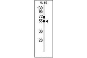 Western blot analysis of Guanine deaminase Antibody (N-term) in HL-60 cell line lysates (35ug/lane).