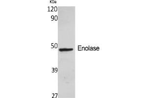 Western Blot analysis of various cells using Enolase Polyclonal Antibody diluted at 1:2000. (Enolase antibody  (AA 340-420))