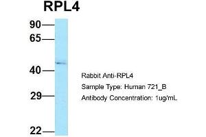 Host: Rabbit Target Name: RPL4 Sample Type: Human 721_B Antibody Dilution: 1. (RPL4 antibody  (C-Term))