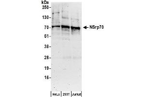 anti-Nuclear Speckle Splicing Regulatory Protein 1 (NSRP1) (AA 350-400) antibody