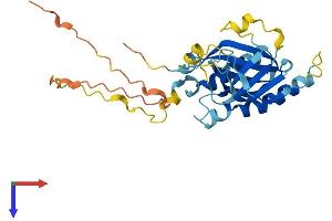 Tumor Protein P63 Regulated 1 (TPRG1) (AA 1-275) protein (His tag)