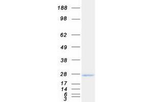 Validation with Western Blot (PUMA Protein (Transcript Variant 4) (Myc-DYKDDDDK Tag))