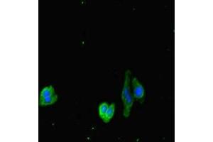 Immunofluorescent analysis of HepG2 cells using ABIN7149587 at dilution of 1:100 and Alexa Fluor 488-congugated AffiniPure Goat Anti-Rabbit IgG(H+L) (DOCK3 antibody  (AA 1630-1934))