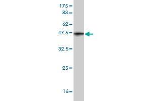 LMTK2 antibody  (AA 1181-1280)