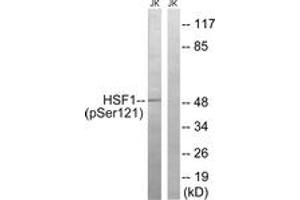 Western blot analysis of extracts from Jurkat cells treated with TNF 2500U/ML 30', using HSF1 (Phospho-Ser121) Antibody. (HSF1 antibody  (pSer121))