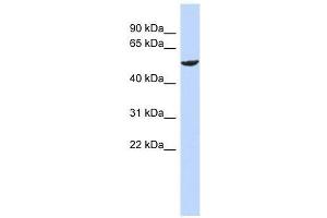 Western Blot showing ZNF154 antibody used at a concentration of 1-2 ug/ml to detect its target protein.