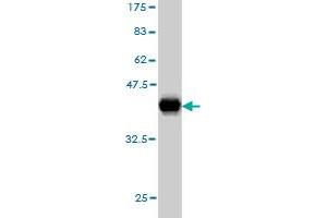 Western Blot detection against Immunogen (35. (TCF12 antibody  (AA 364-453))