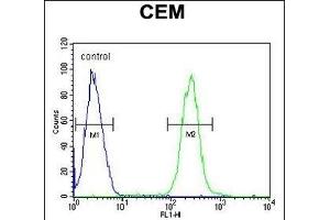 ATP6V0A4 Antibody (Center) (ABIN651562 and ABIN2840303) flow cytometric analysis of CEM cells (right histogram) compared to a negative control cell (left histogram). (ATP6V0A4 antibody  (AA 235-261))