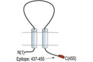 Representative domain view of the target of ABIN7885341.