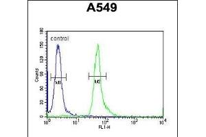 HEMK1 Antibody (C-term) (ABIN654963 and ABIN2844602) flow cytometric analysis of A549 cells (right histogram) compared to a negative control cell (left histogram). (HEMK1 antibody  (C-Term))