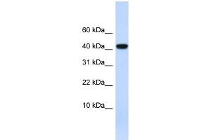 AGT antibody used at 1 ug/ml to detect target protein.