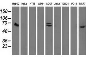 Western blot analysis of extracts (35 µg) from 9 different cell lines by using anti-SAMHD1 monoclonal antibody. (SAMHD1 antibody)