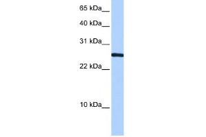 CIRBP antibody used at 0. (CIRBP antibody  (N-Term))