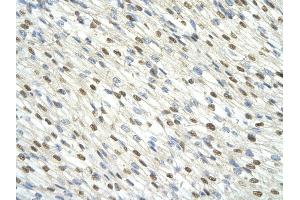 Immunohistochemistry (IHC) image for anti-DAZ Associated Protein 1 (DAZAP1) (C-Term) antibody (ABIN2779145)