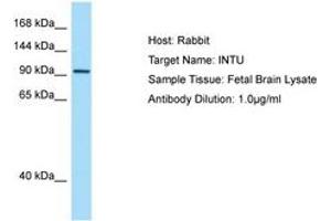 Image no. 1 for anti-Inturned Planar Cell Polarity Effector Homolog (INTU) (AA 816-865) antibody (ABIN6750108) (INTU antibody  (AA 816-865))