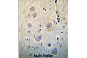 ARHB Antibody immunohistochemistry analysis in formalin fixed and paraffin embedded human brain tissue followed by peroxidase conjugation of the secondary antibody and DAB staining. (RHOB antibody  (AA 104-137))