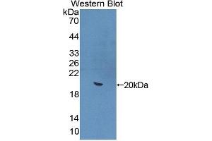 Detection of Recombinant IL22, Mouse using Polyclonal Antibody to Interleukin 22 (IL22) (IL-22 antibody  (AA 34-179))