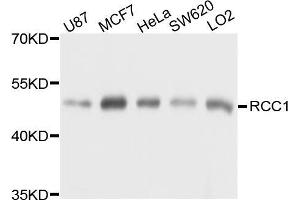 Western blot analysis of extracts of various cell lines, using RCC1 antibody (ABIN5973761) at 1/1000 dilution. (RCC1 antibody)