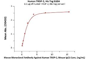 Immobilized Human TROP-2, His Tag (ABIN5955015,ABIN6253621) at 1 μg/mL (100 μL/well) can bind Mouse Monoclonal Antibody Against Human TROP-2, Mouse IgG1 with a linear range of 0. (TACSTD2 Protein (AA 27-274) (His tag))