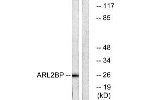 Western Blotting (WB) image for anti-ADP-Ribosylation Factor-Like 2 Binding Protein (ARL2BP) (Internal Region) antibody (ABIN1850708)