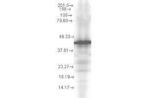 Western Blot analysis of Yeast recombinant cell lysate showing detection of Hsp40 protein using Mouse Anti-Hsp40 Monoclonal Antibody, Clone 2A7. (DNAJB1 antibody  (Biotin))