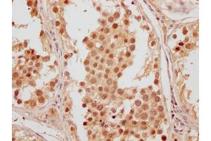 IHC image of ABIN7165518 diluted at 1:200 and staining in paraffin-embedded human testis tissue performed on a Leica BondTM system. (Fam53a antibody  (AA 135-398))