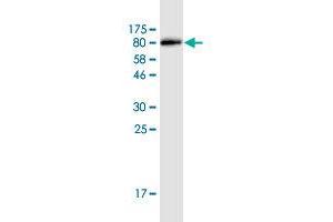 Western Blot detection against Immunogen (77 KDa) . (MPP1 antibody  (AA 1-466))