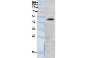 Western Blotting (WB) image for anti-Eukaryotic Translation Elongation Factor 1 Alpha1/Alpha2 (EF-1 Alpha1/2) (Internal Region) antibody (ABIN6287382) (EF-1 Alpha1/2 antibody  (Internal Region))