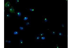 Immunofluorescence (IF) image for anti-phosphoglycerate Mutase 2 (Muscle) (PGAM2) antibody (ABIN1500169) (PGAM2 antibody)