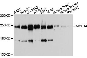 Western blot analysis of extracts of various cell lines, using MYH14 antibody (ABIN5971904) at 1/1000 dilution. (Myosin antibody)