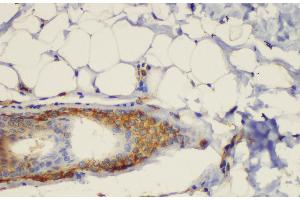 Immunohistochemistry of paraffin-embedded Rat skin using CD44 Polycloanl Antibody at dilution of 1:200 (CD44 antibody)