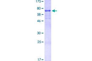 CD44 Protein (CD44) (AA 1-361) (GST tag)