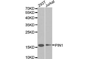 Western blot analysis of extracts of various cell lines, using PIN1 antibody. (PIN1 antibody)