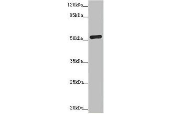 ADPGK antibody  (AA 218-497)