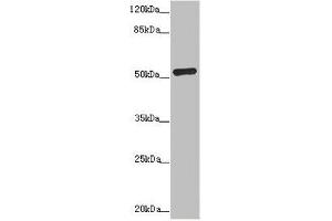Western blot All lanes: ADPGK antibody at 1. (ADPGK antibody  (AA 218-497))