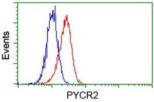Image no. 2 for anti-Pyrroline-5-Carboxylate Reductase Family, Member 2 (PYCR2) antibody (ABIN1499982) (PYCR2 antibody)
