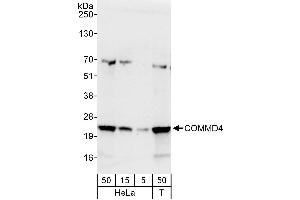 Western Blotting (WB) image for anti-COMM Domain Containing 4 (COMMD4) (AA 149-199) antibody (ABIN7453066)
