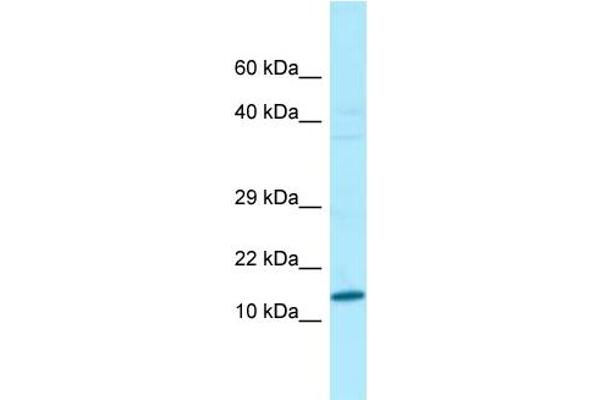 Variable Charge, Y-Linked (VCY) (N-Term) antibody