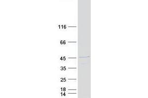 Western Blotting (WB) image for Myb/SANT-Like DNA-Binding Domain Containing 3 (MSANTD3) protein (Myc-DYKDDDDK Tag) (ABIN2712981)
