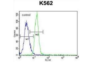 Flow cytometric analysis of K562 cells (right histogram) compared to a negative control cell (left histogram) using PTPN20  Antibody , followed by FITC-conjugated goat-anti-rabbit secondary antibodies. (PTPN20 antibody  (Middle Region))