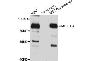 Immunoprecipitation analysis of 150 μg extracts of 293T cells using 3 μg METTL3 antibody (ABIN5974672). (METTL3 antibody)