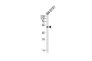 Western blot analysis of lysate from SH-SY5Y cell line, using ADORA2A Antibody (C-term) (ABIN6242180 and ABIN6577907). (Adenosine A2a Receptor antibody  (C-Term))