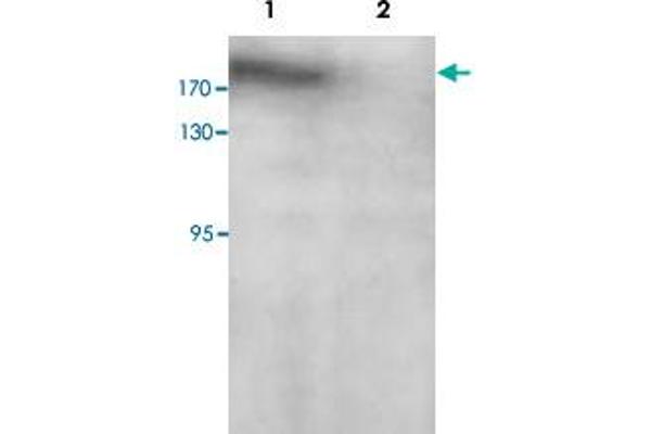 PARP14 antibody  (C-Term)