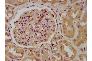 IHC image of ABIN7166320 diluted at 1:200 and staining in paraffin-embedded human kidney tissue performed on a Leica BondTM system. (WNT9B antibody  (AA 213-324))